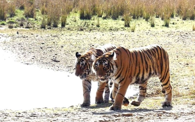 cubs arrowhead by mohan singh