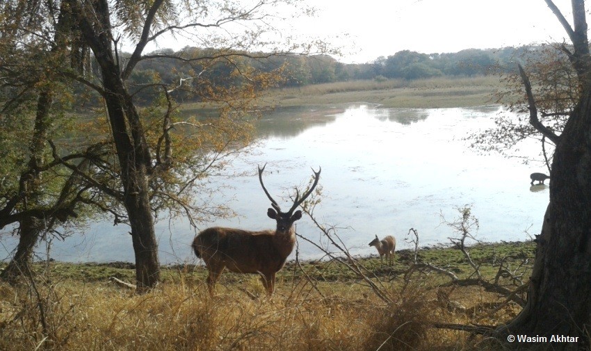 deear at malik Talab ranthambore
