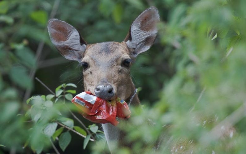 deer eating plastic