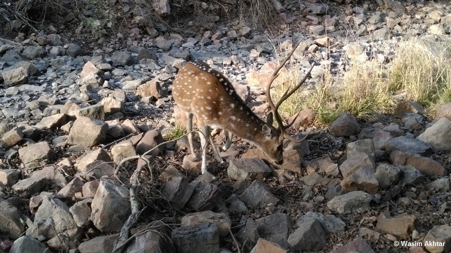 deer in ranthambore