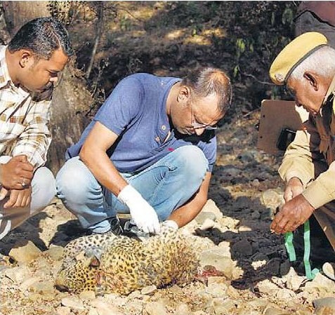 leopard cub killed by 19