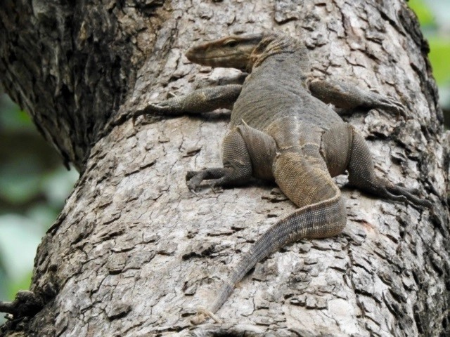 monitor lizard rathambhore