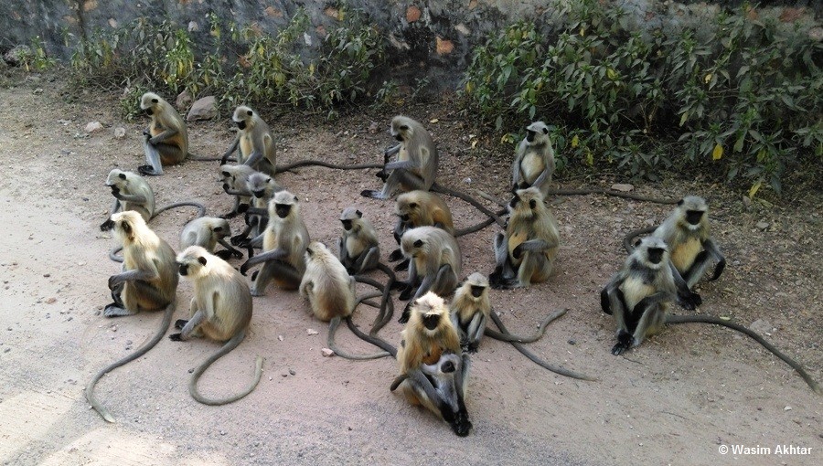 monkeys ranthambore
