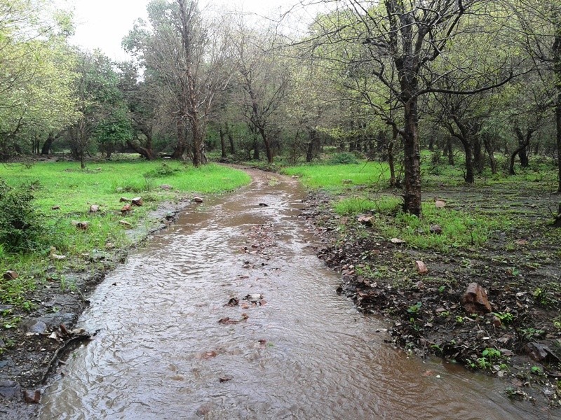 monsoon in Ranthambore