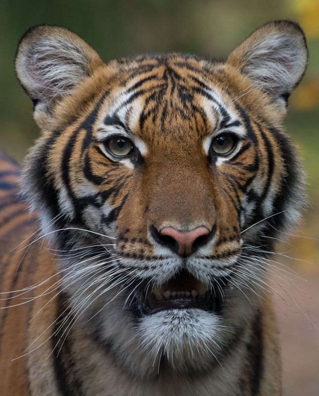 nadia tiger 800