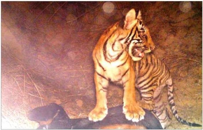 new cub ranthambore