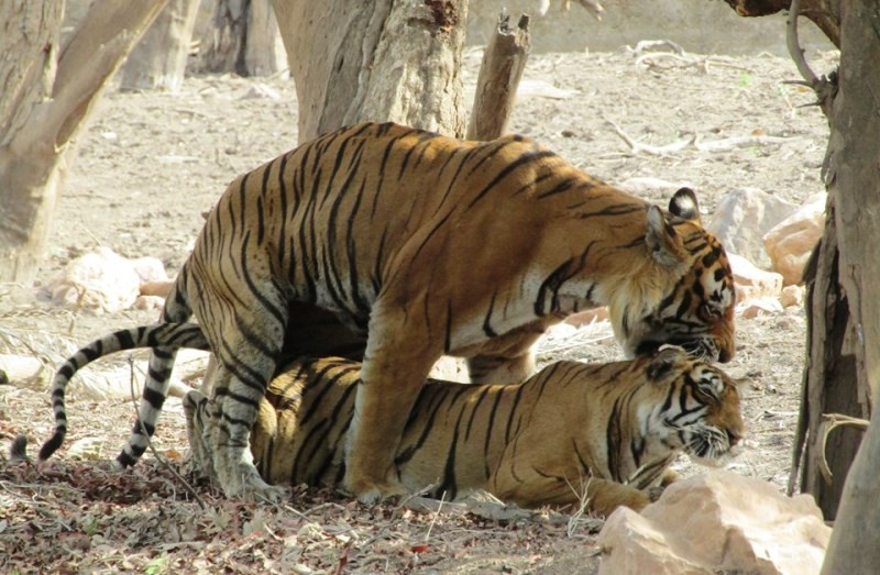 noor and kumbha mating by guddu bhai