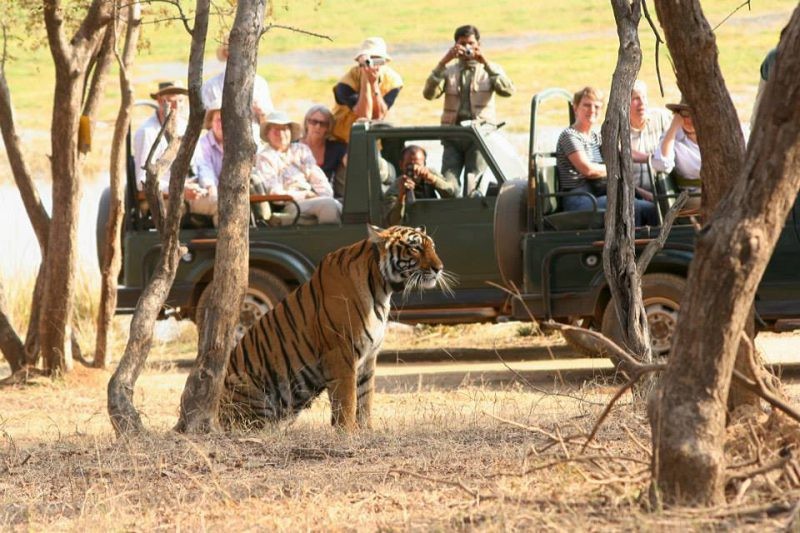 online safari booking ranthambore