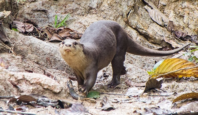 otter in Ranthambore