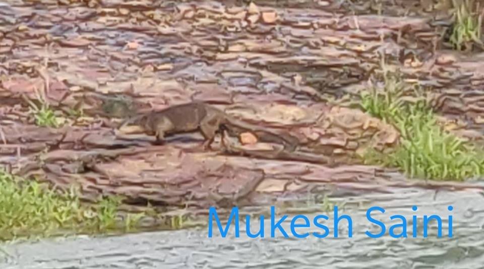 otter in rnp