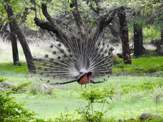 pecock in ranthambore