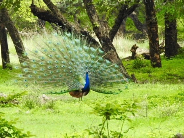 pecock