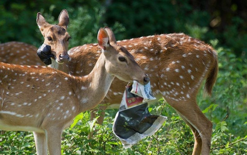 plastic and wildanimals
