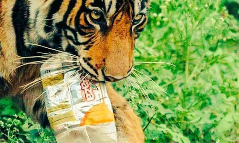 plastic ban in ranthambore