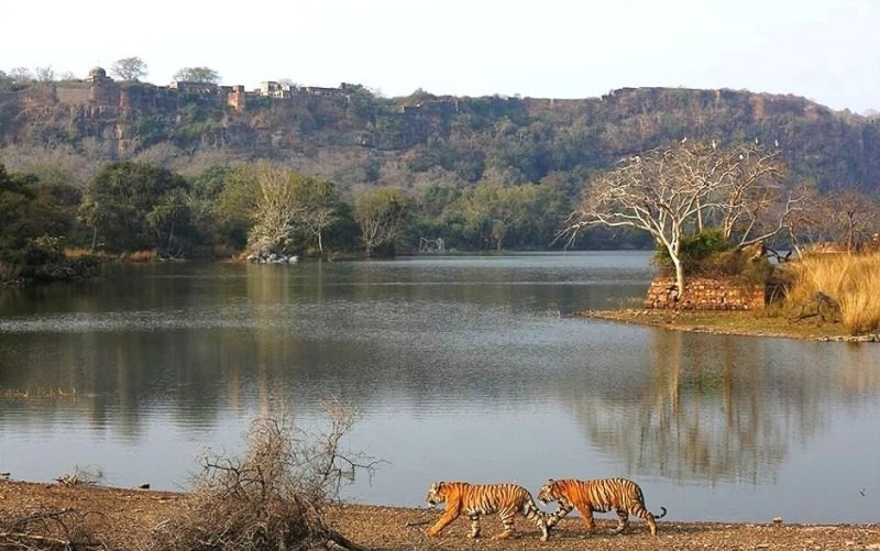 ranthambhore national park