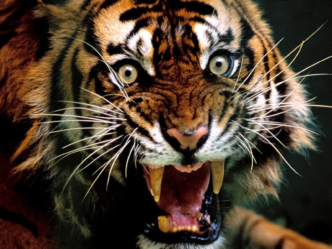 ranthambhore tiger