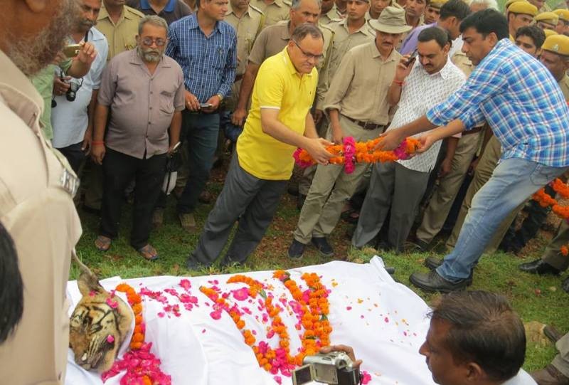 ranthambore Tigress machhali death