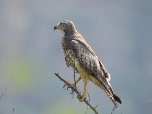 ranthambore bird