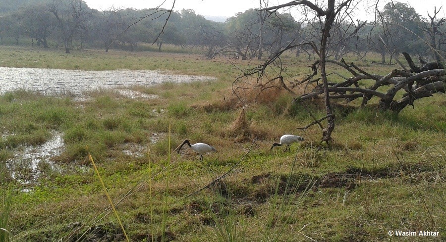 ranthambore bird watching