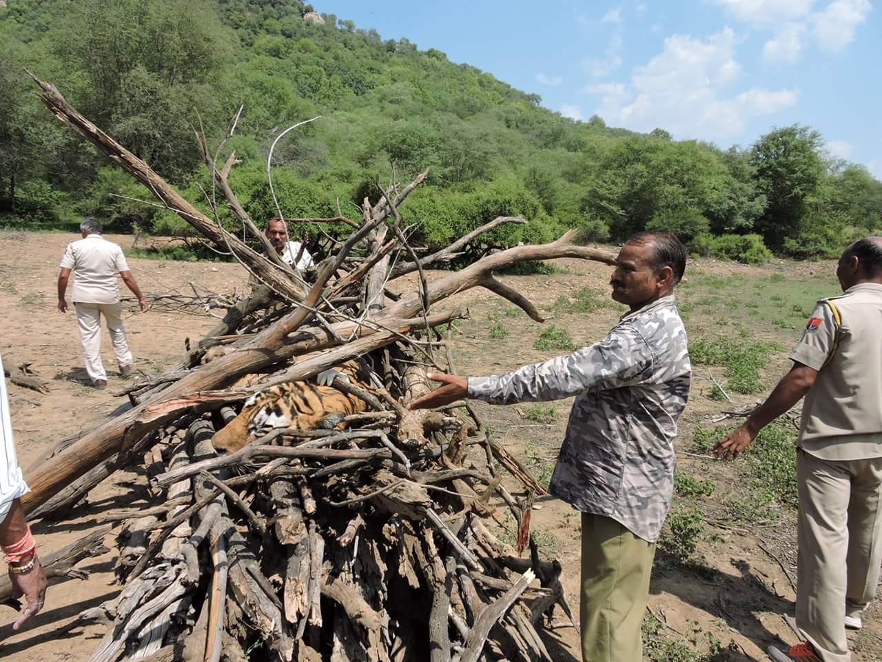 ranthambore dies