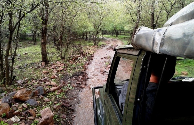 ranthambore jungle safari monsoon