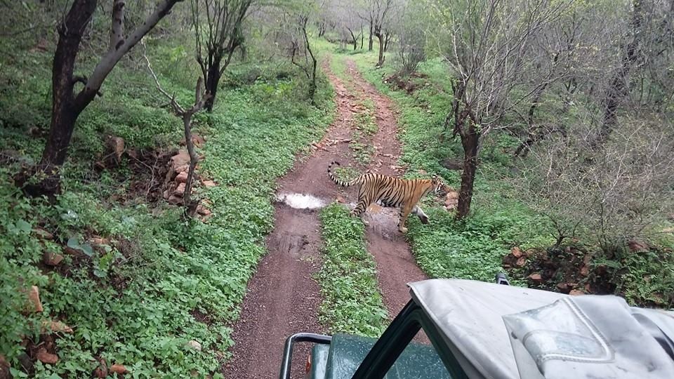 ranthambore monsson safari