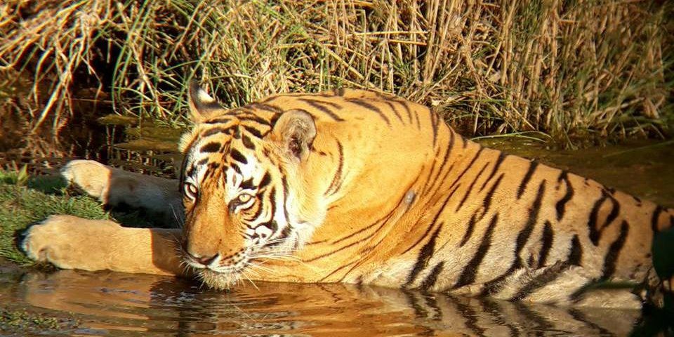 ranthambore park open in monsoon