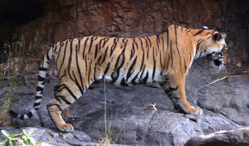 ranthambore tigress t-73