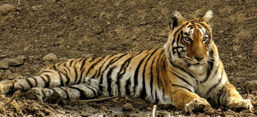 ranthambore weekend package