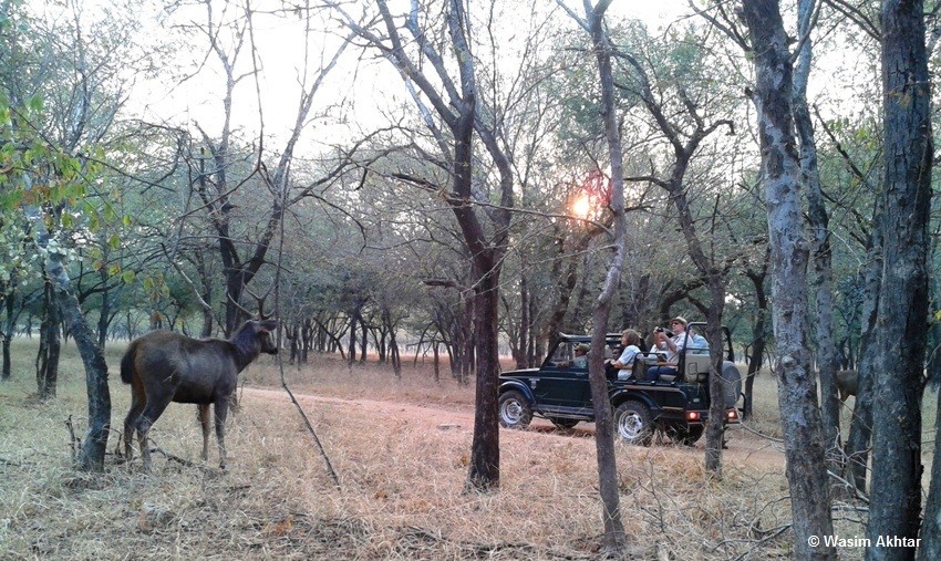 sambar ranthambore