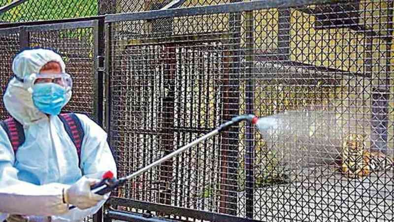 sanitizes the tiger cage