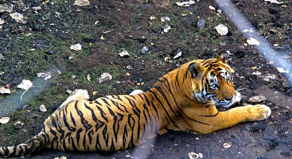 t-24 killed a forest guard ranthambore