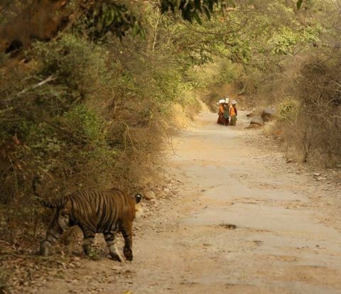 t24 at main Ranthambore road