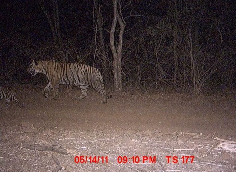 t25 with cubs