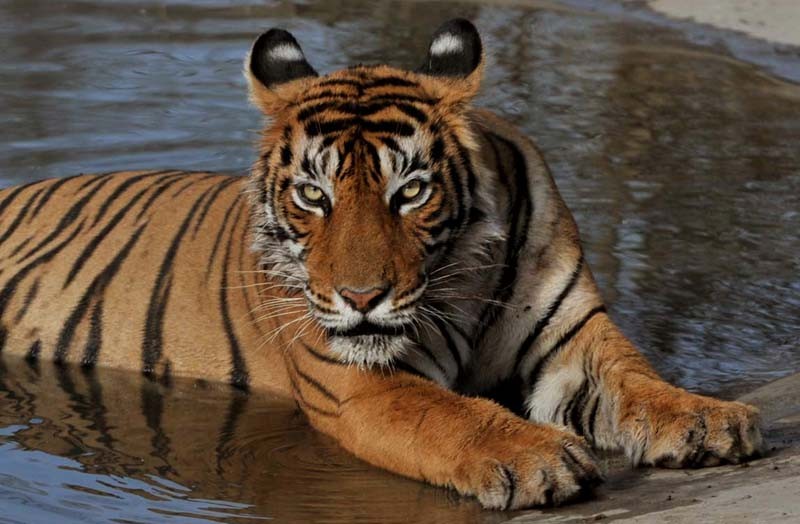 Tigress T-60 died in Ranthambore: During delivery, the cub's mouth remained outside and neck inside, it died due to pain