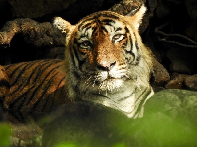 tiger-1