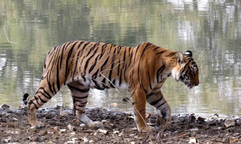 tiger census ranthambore