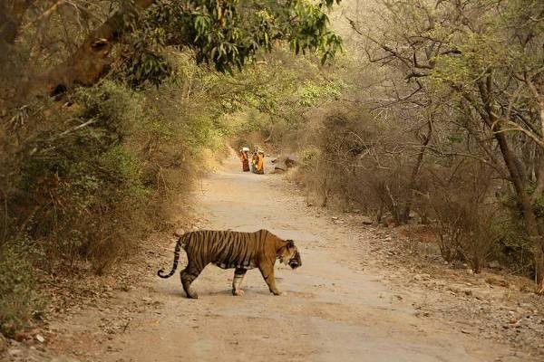tiger cross ranthambore road
