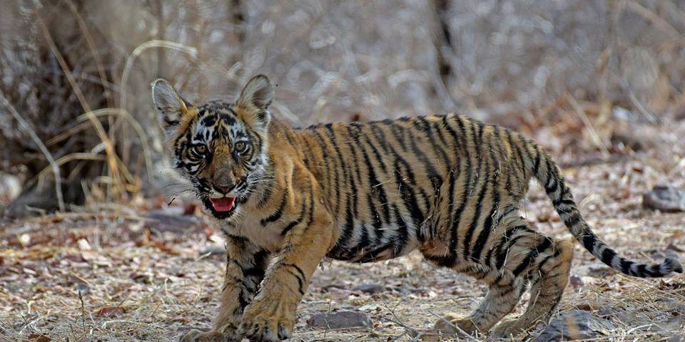 tiger cub
