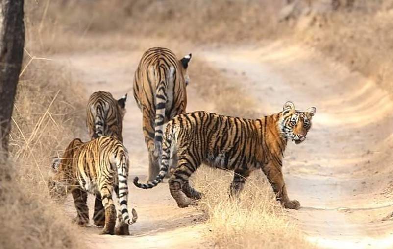 tiger cubs in Ranthambore