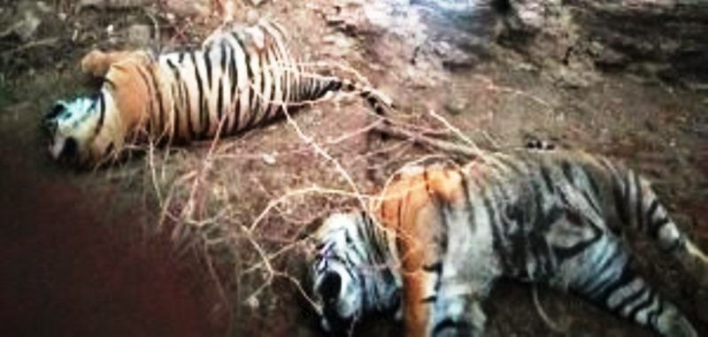 tiger death
