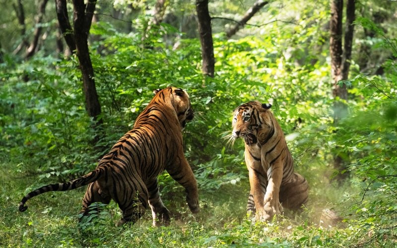 tiger fight photo in RNP