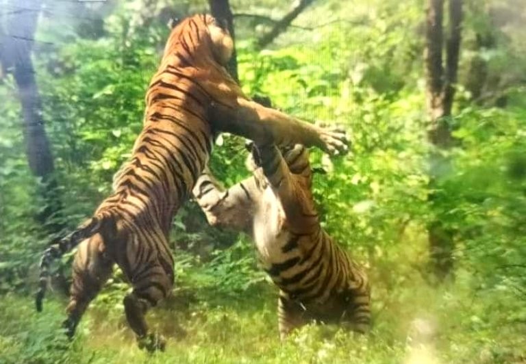 tiger fight ranthambore
