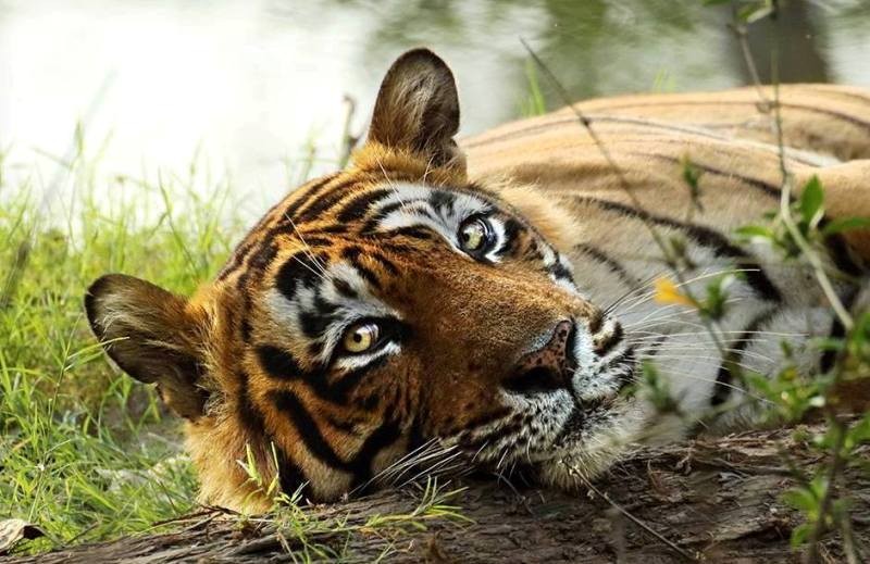 tiger in ranthambore t24