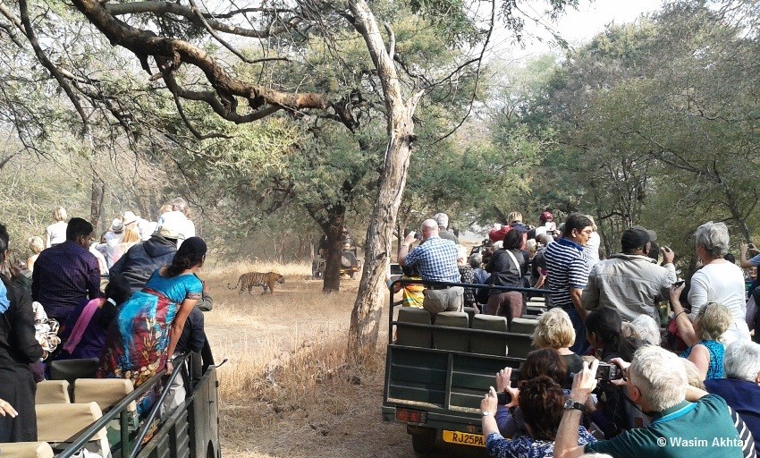tiger in ranthambore