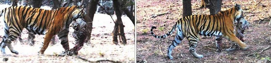 tiger killed leopard ranthambore