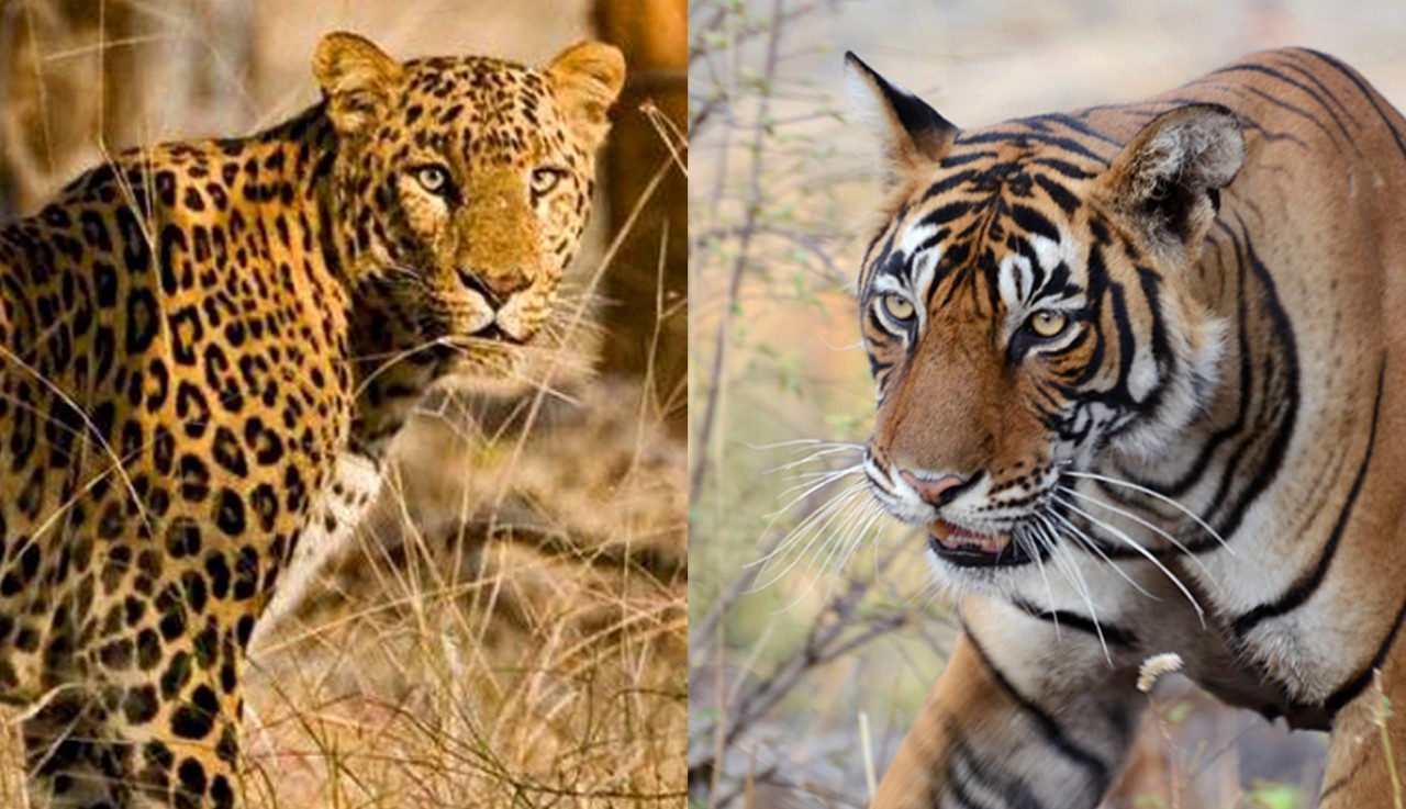 Watch shocking video: Tigress climbs tree to hunt leopard in Ranthambore National Park