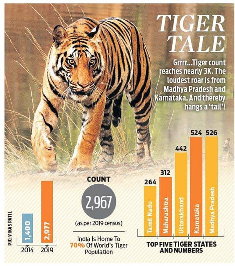 tiger numebers