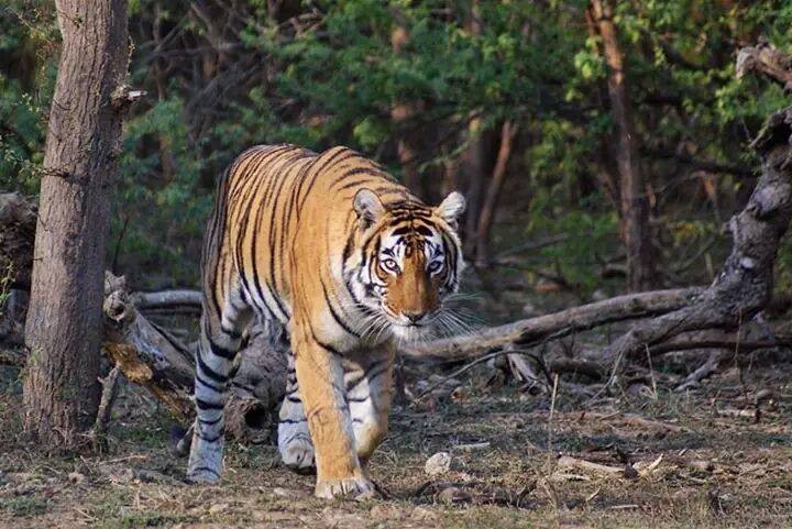 tiger shifted from ranthambore to other parks