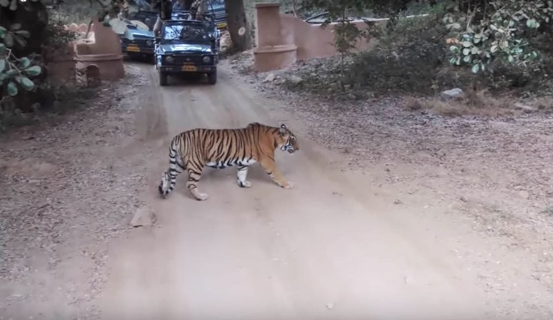 tiger si